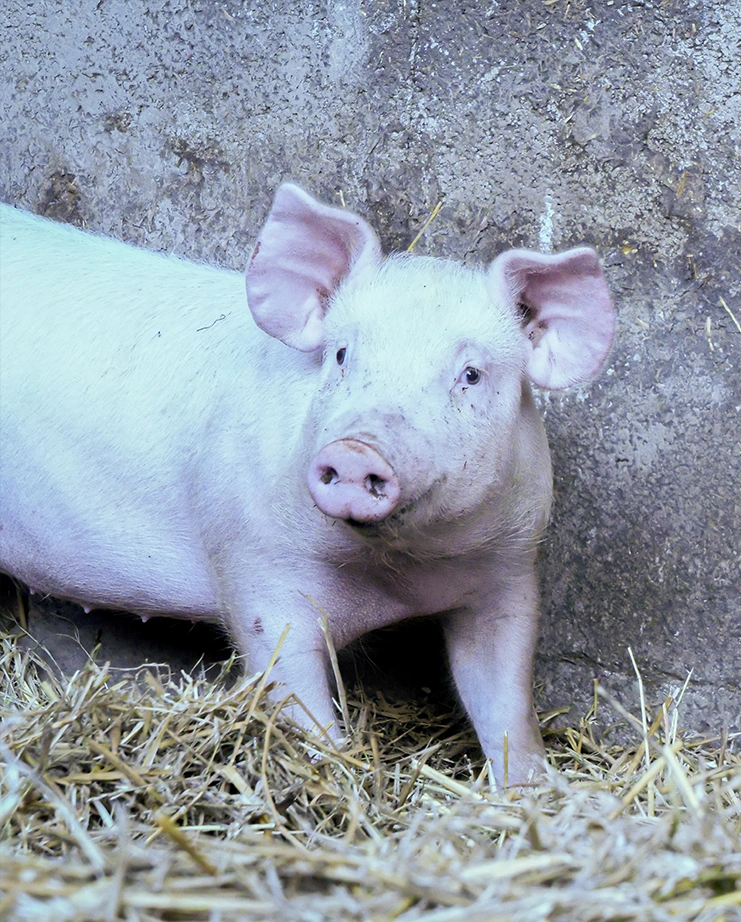Les Limousines De Sorbais
