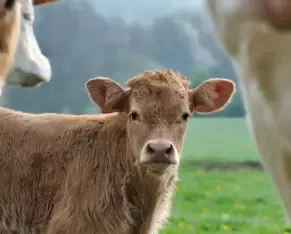 Nos veaux